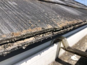 現場調査時、屋根のお写真です。苔・藻が繁殖しています。含水による屋根材自身の劣化、また野地板の腐朽の原因に繋がります。