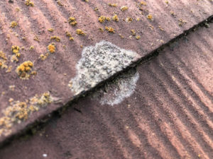 塗膜が剥離し、藻・カビが繁殖している状態です。防水機能が失われたため、水を吸収しやすく、含水による屋根材自身の劣化、また野地板の腐朽の原因に繋がります。