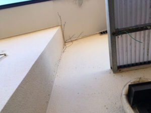 生命力の強い植物の根は、外壁材内部まで張っていくため、外壁材の傷みの一因となります。高圧洗浄の前工程として、専用のバイオ系洗浄剤の使用が望ましいです。